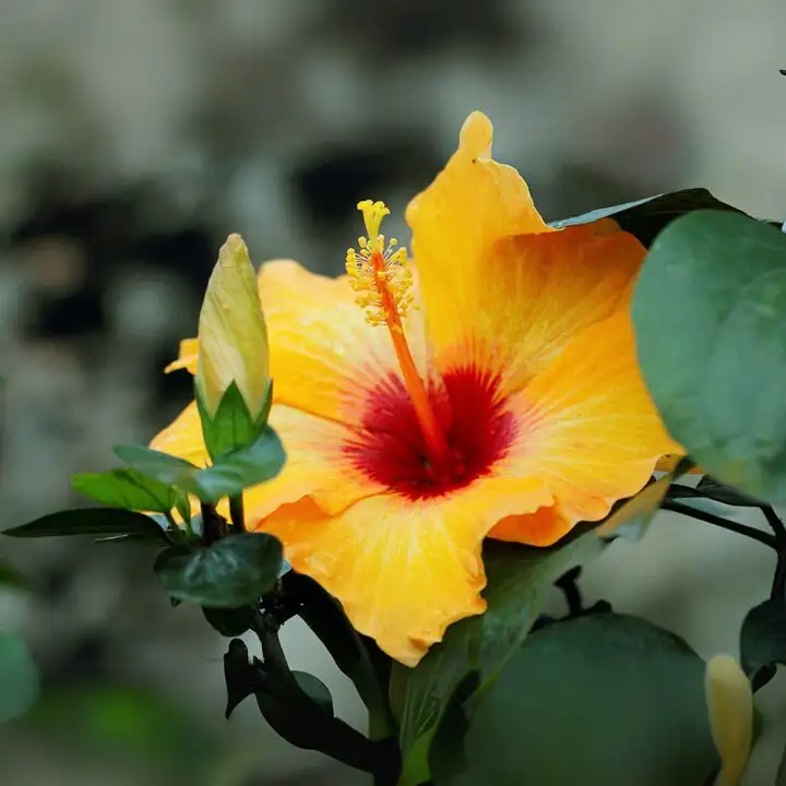 What This Flower Really Says: Hibiscus Flower Language from Victorian ‘Delicate Beauty’ to East Asian Prosperity