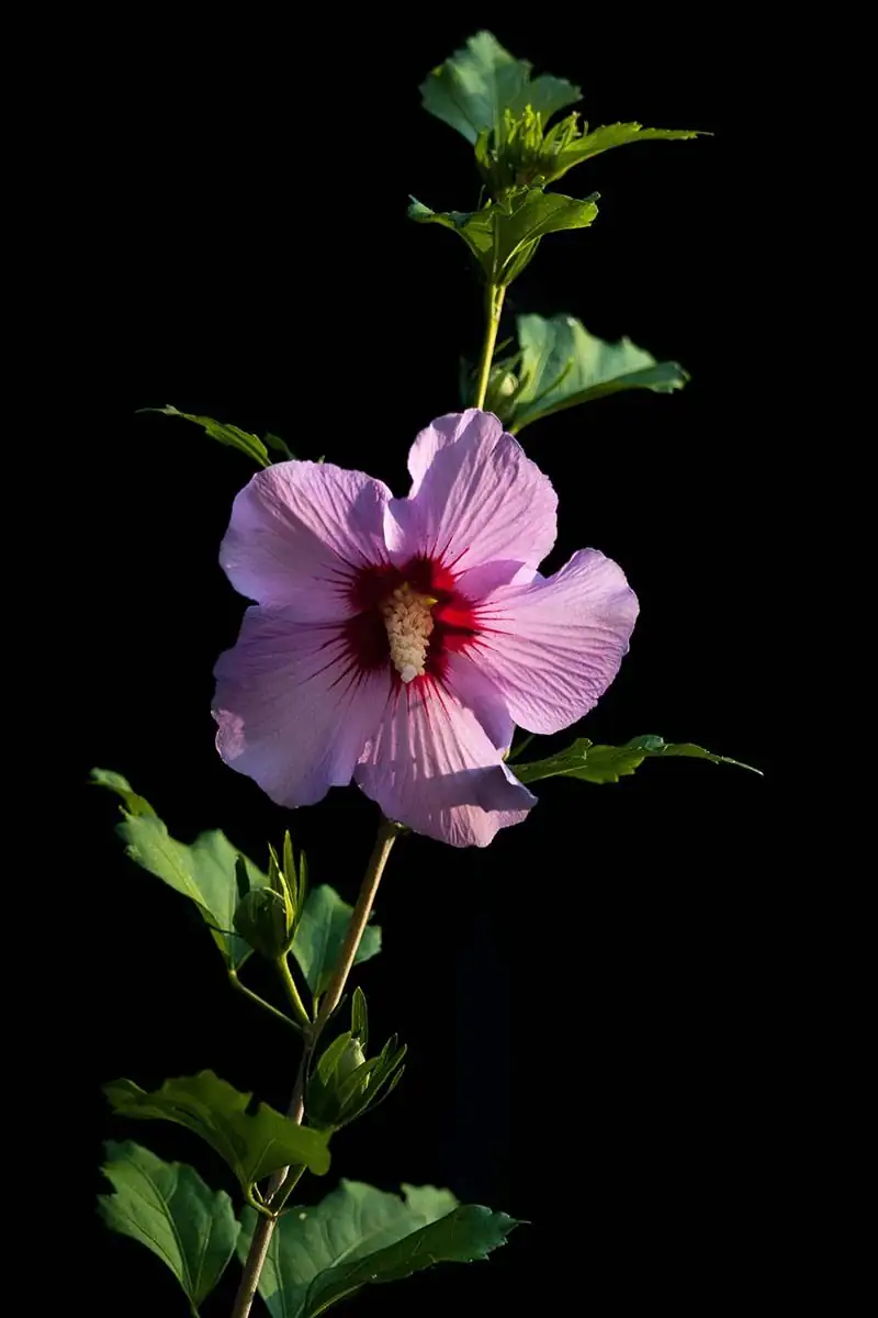 hibiscus single vs double flowers