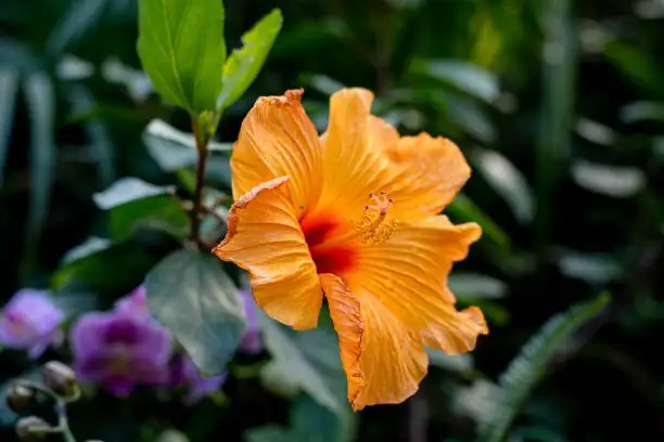 Cuttings vs. Grafting Showdown: Propagate Chinese Hibiscus (and Build a Multi‑Color ‘Cocktail’ Tree)