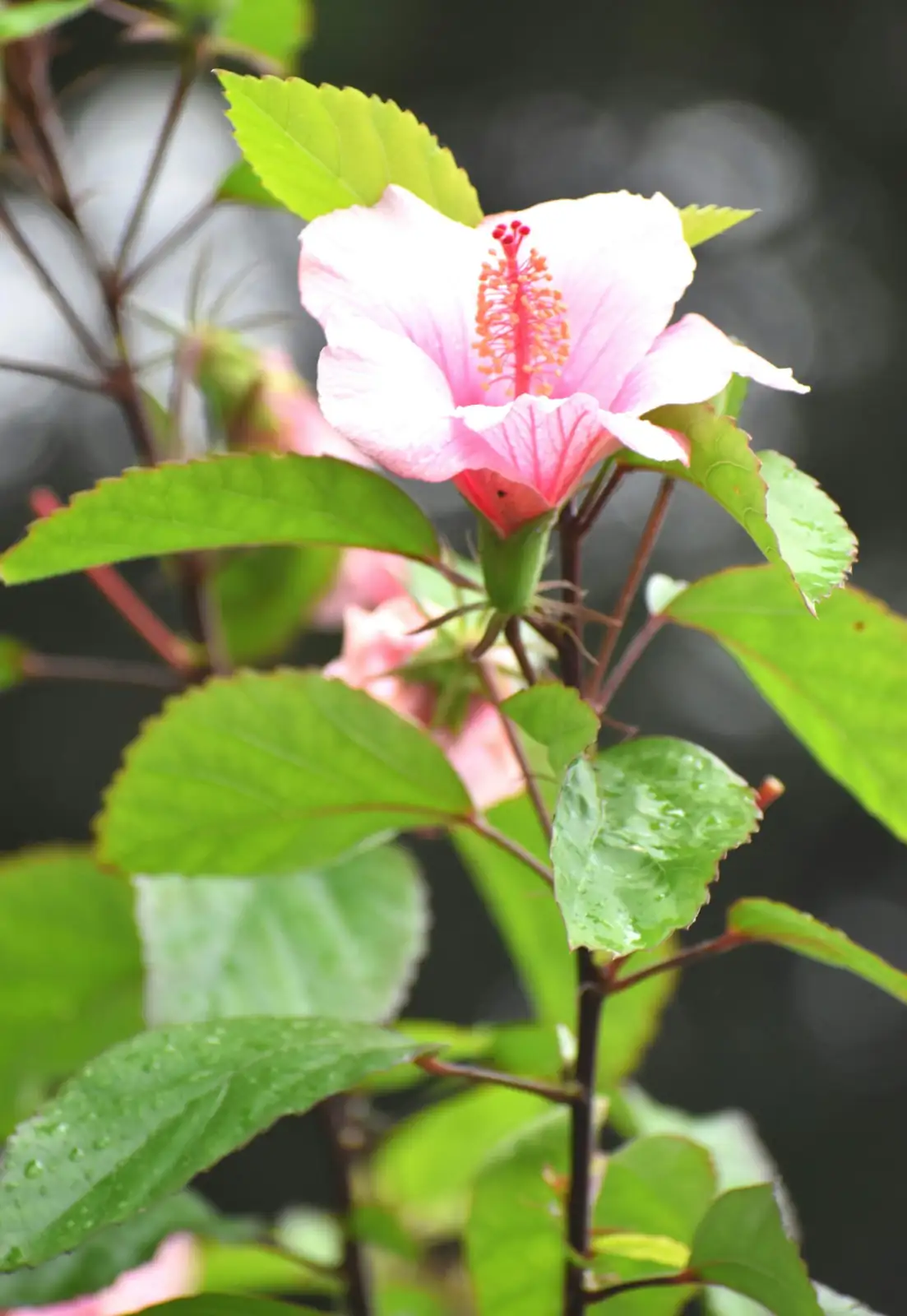 Chinese hibiscus softwood cuttings rooting