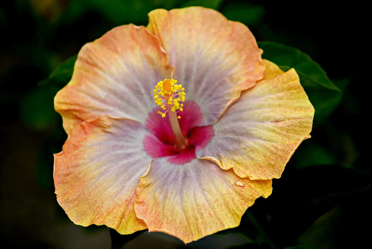 Chinese hibiscus cleft grafting