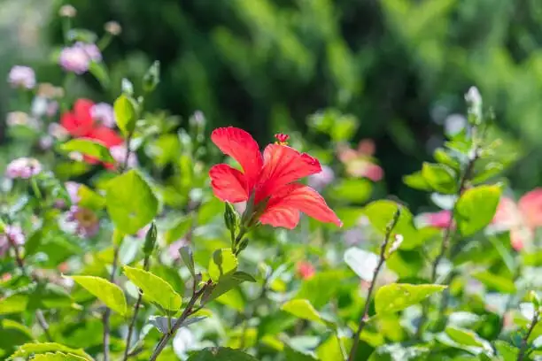 Chinese hibiscus multi-graft labeled scions