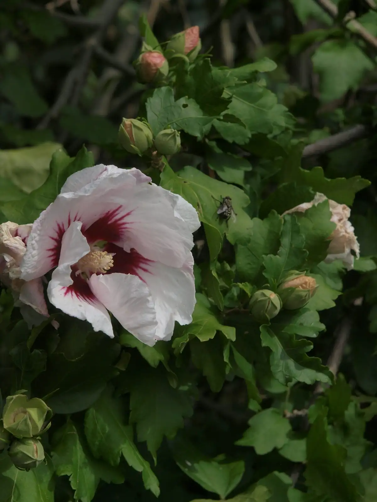 Chinese hibiscus stenting graft rooting