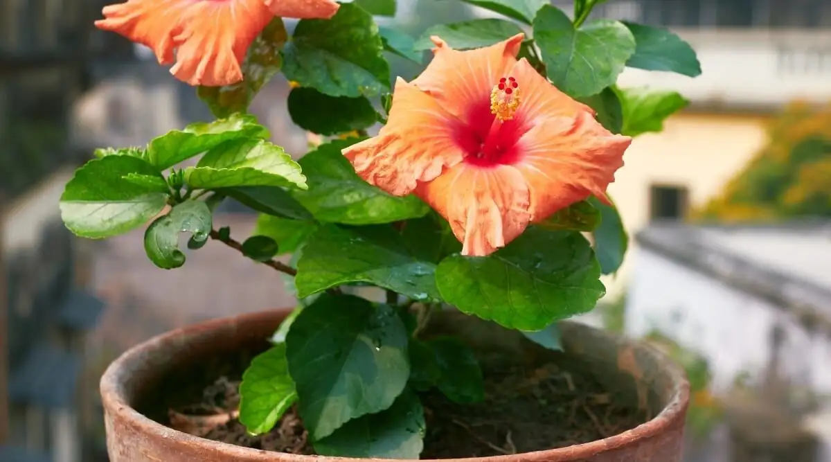 Balcony Tropics in a 20 cm Pot: Style Chinese Hibiscus for Sun‑Soaked Patios and Small Spaces