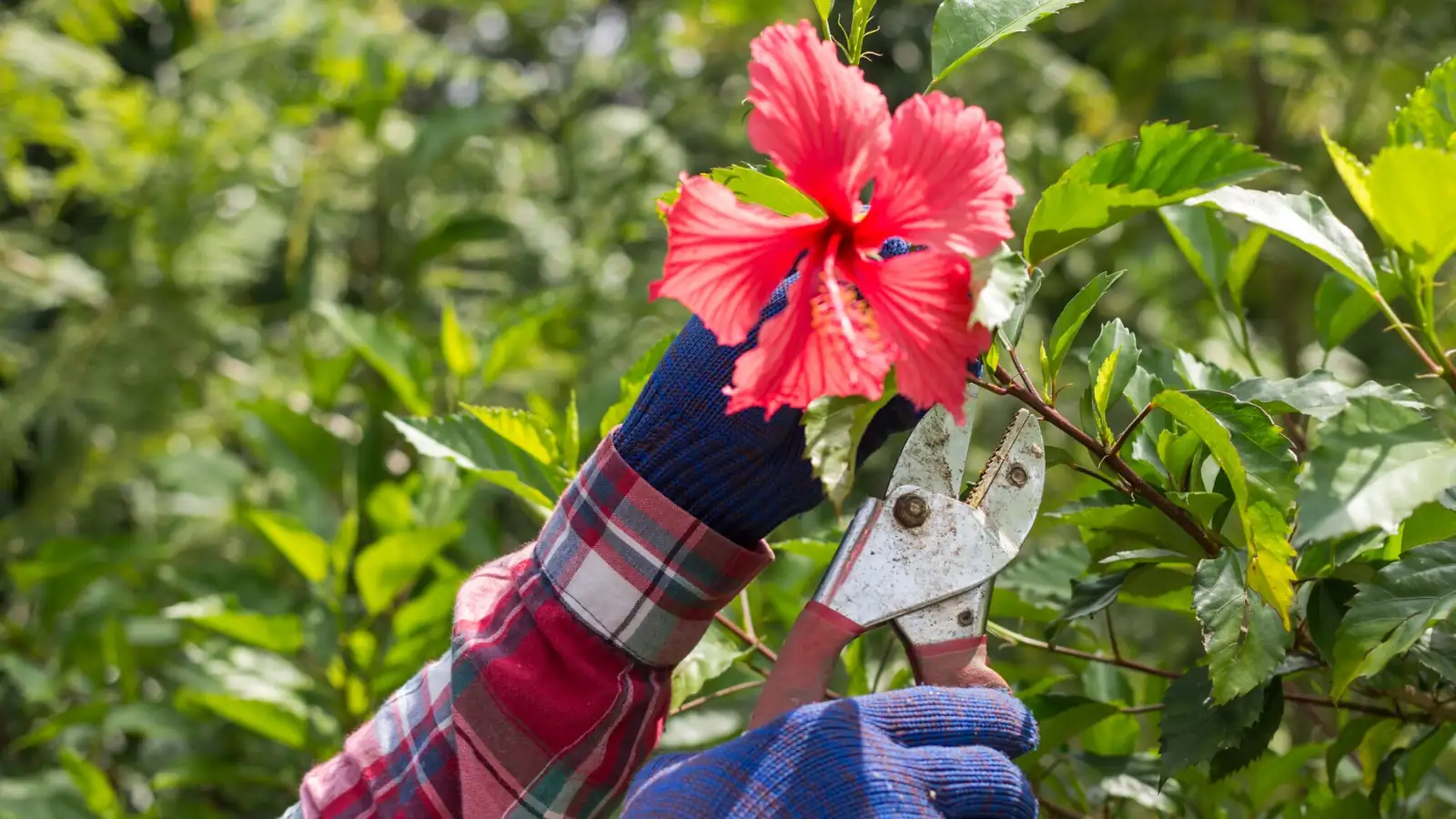 Chinese hibiscus pruning tip pinch