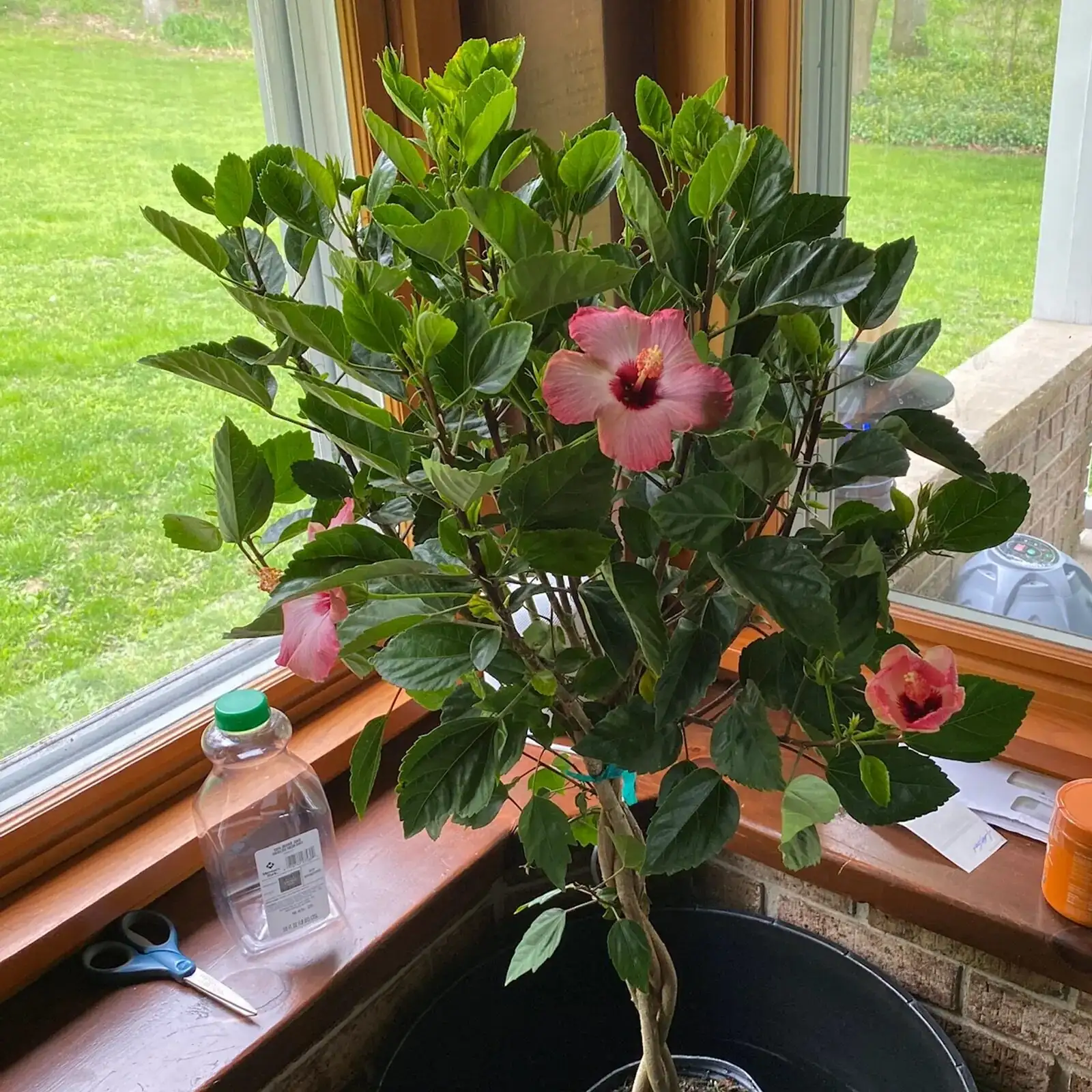 Chinese hibiscus repotting soil mix
