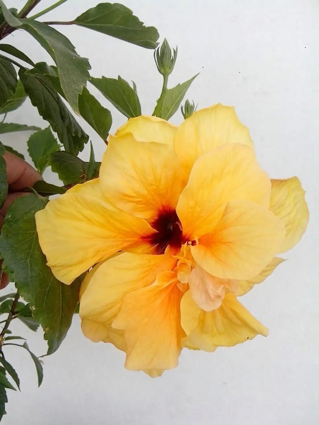 Chinese hibiscus colorful blooms modern pots