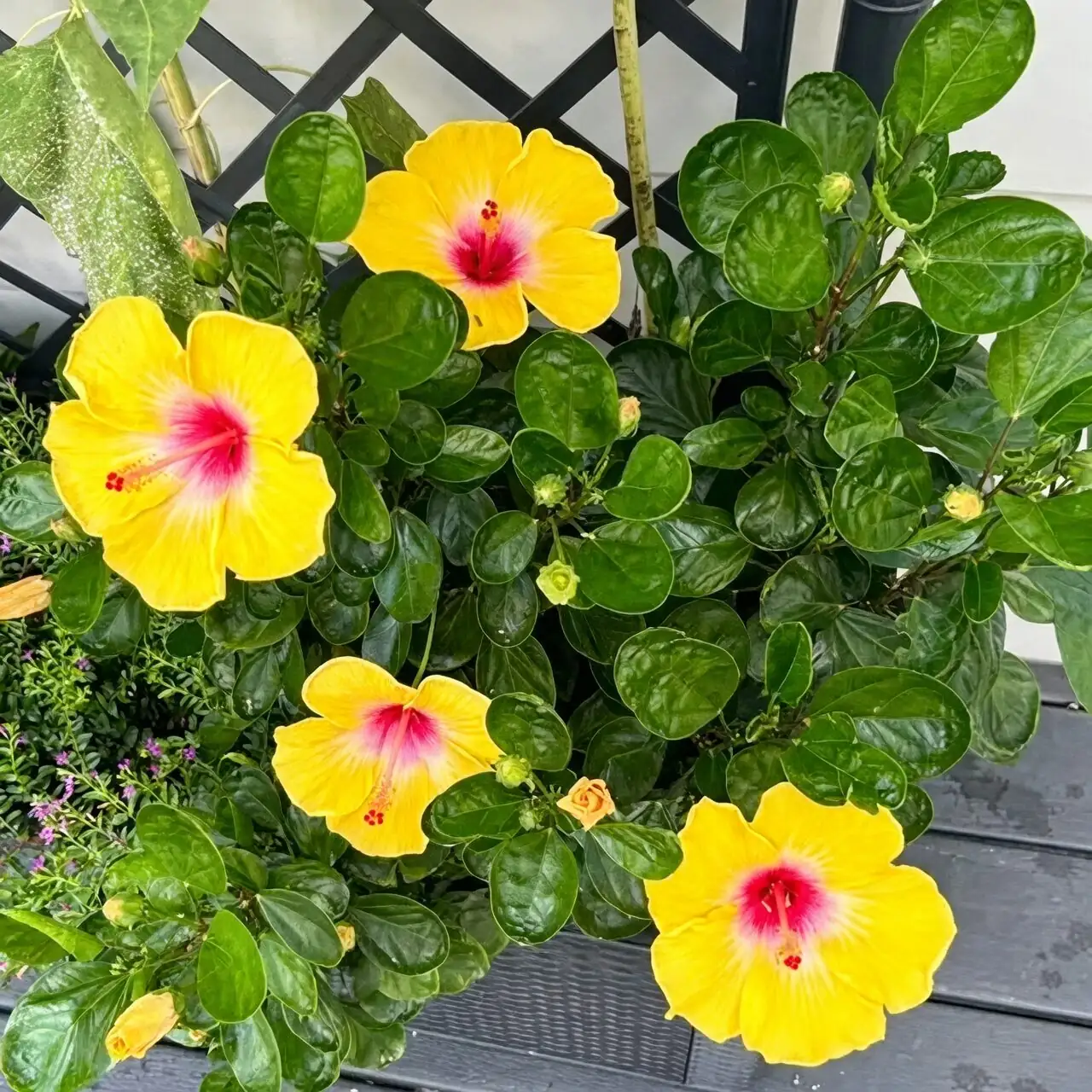 Pinch, Prune, Bloom: Train Your Hibiscus into a Compact Flower Factory