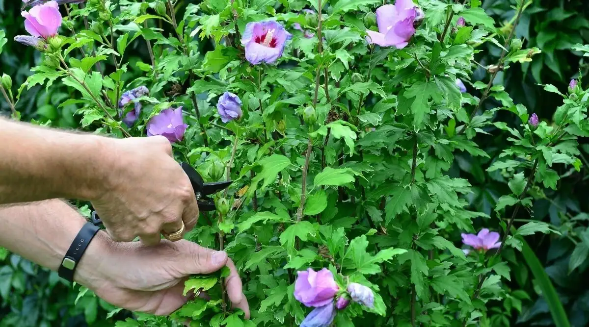 Chinese hibiscus pinching stem close up