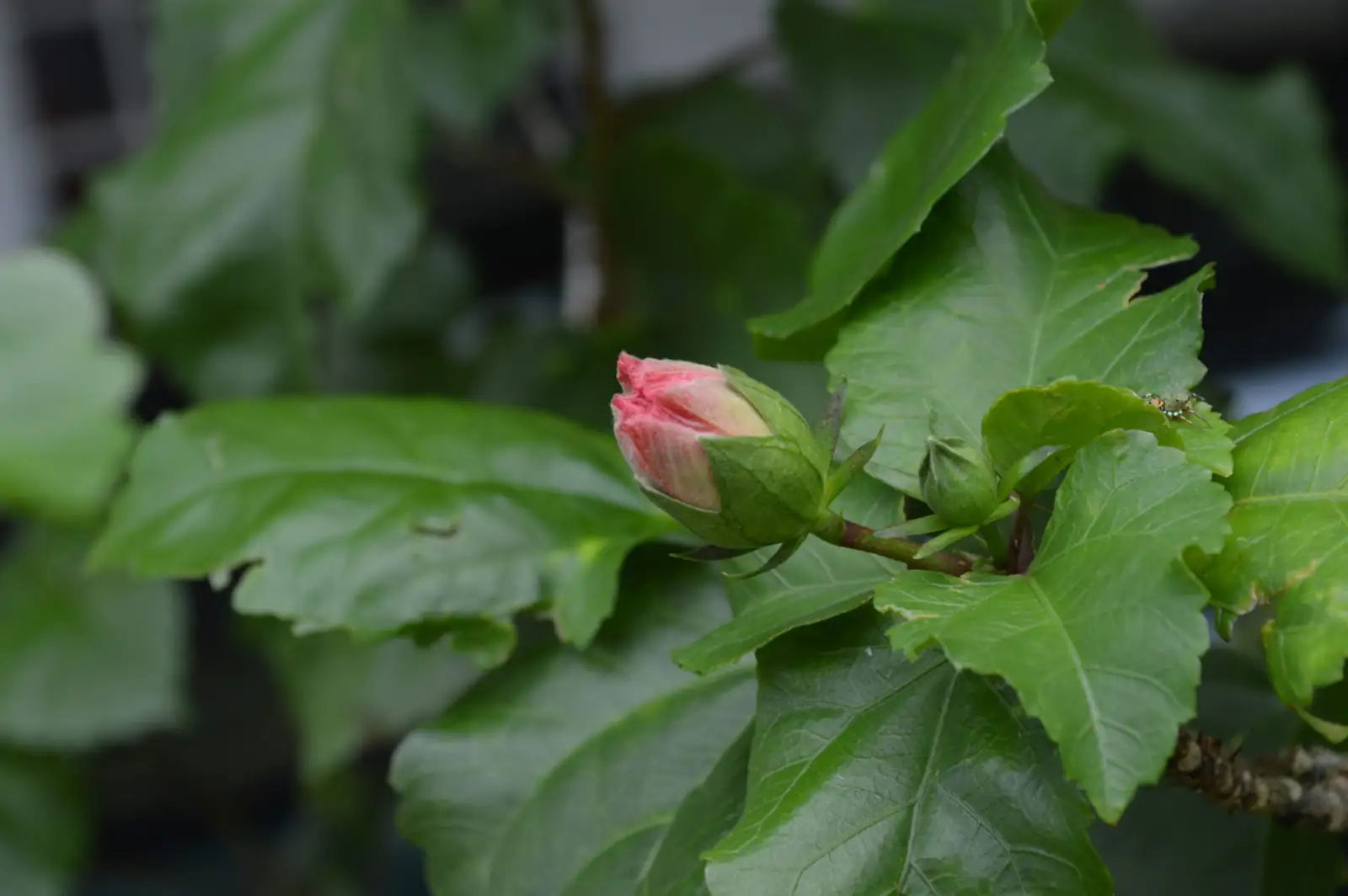 Chinese hibiscus pruning outward bud