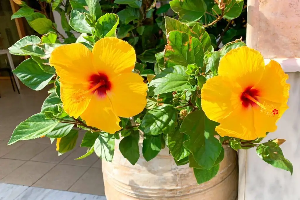 Chinese hibiscus watering container plant