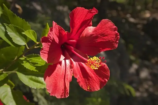 Great Escape from Frost: Overwinter Chinese Hibiscus Indoors Without Losing Leaves or Buds