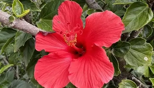chinese hibiscus pruning shears close up