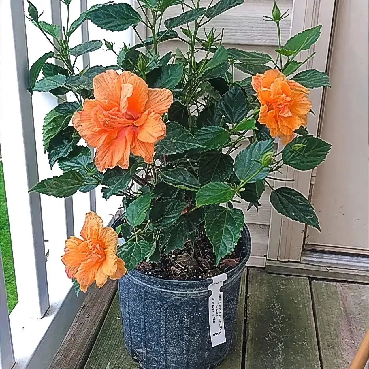 chinese hibiscus sunny window indoor