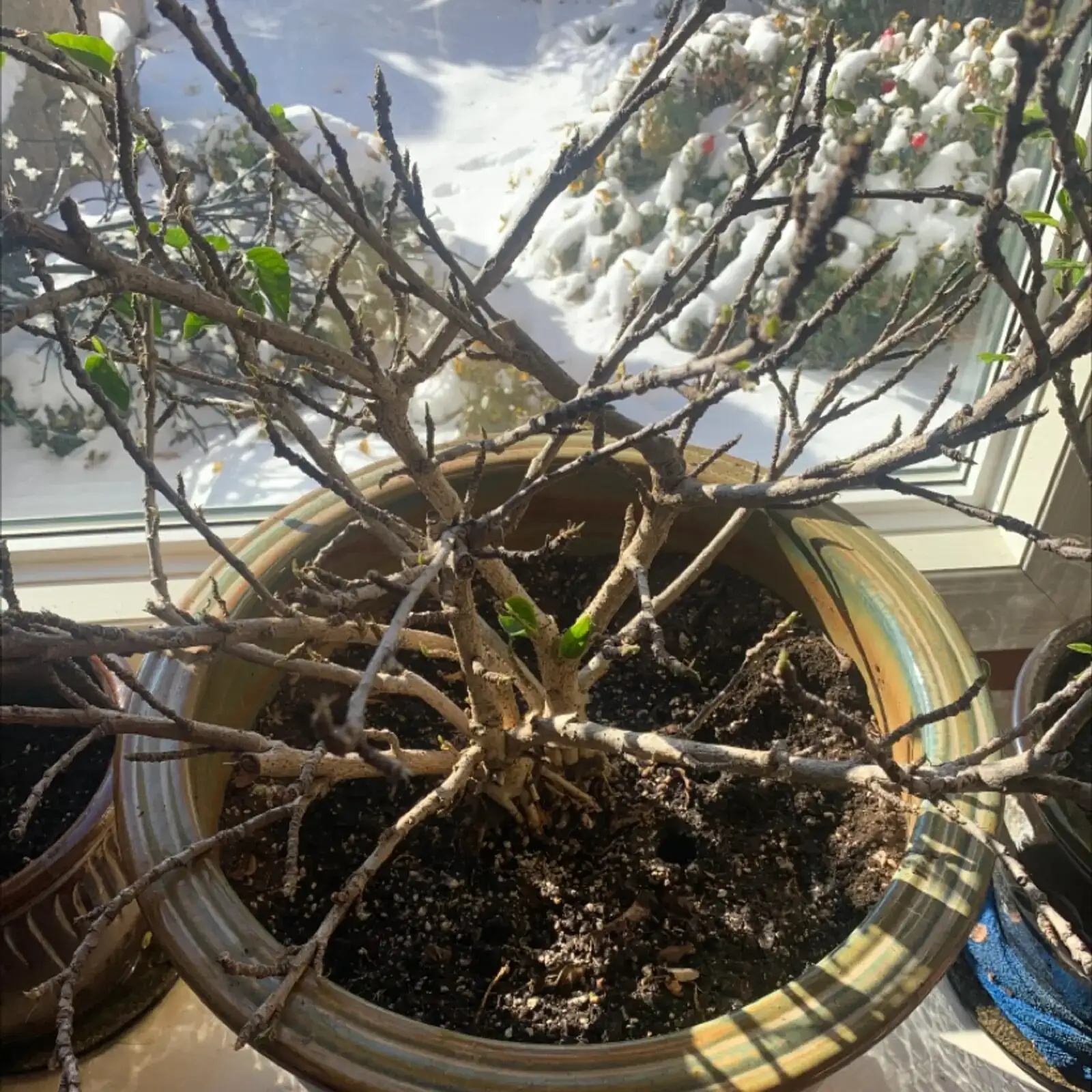 chinese hibiscus watering soil check