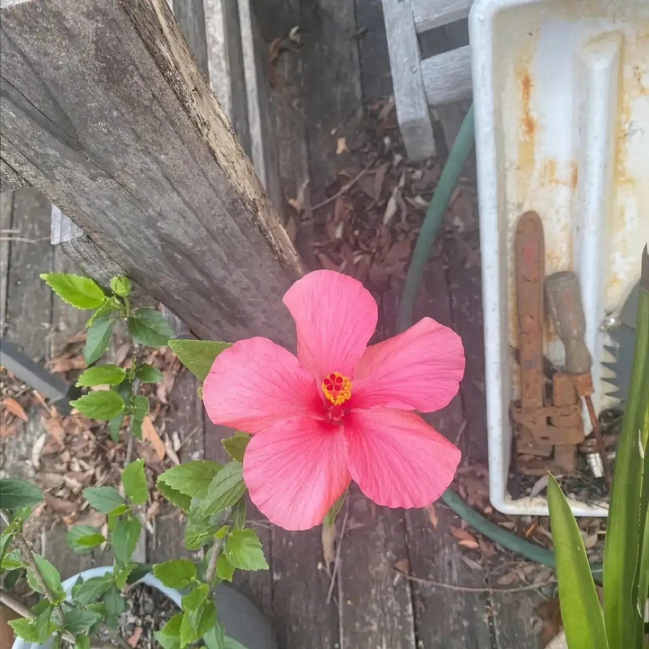 chinese hibiscus hardening off outdoors