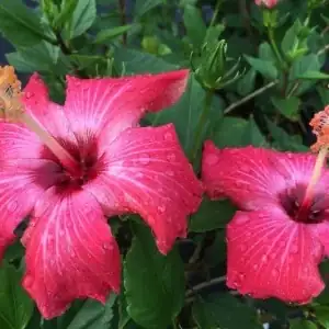 Sun‑Buddies for a Hot Border: Best Companions for Chinese Hibiscus (Color, Pollinators, Microclimate)