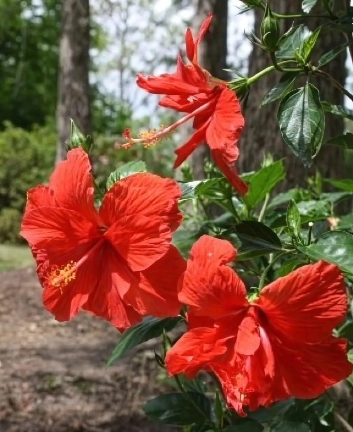 Chinese hibiscus hummingbird with cuphea