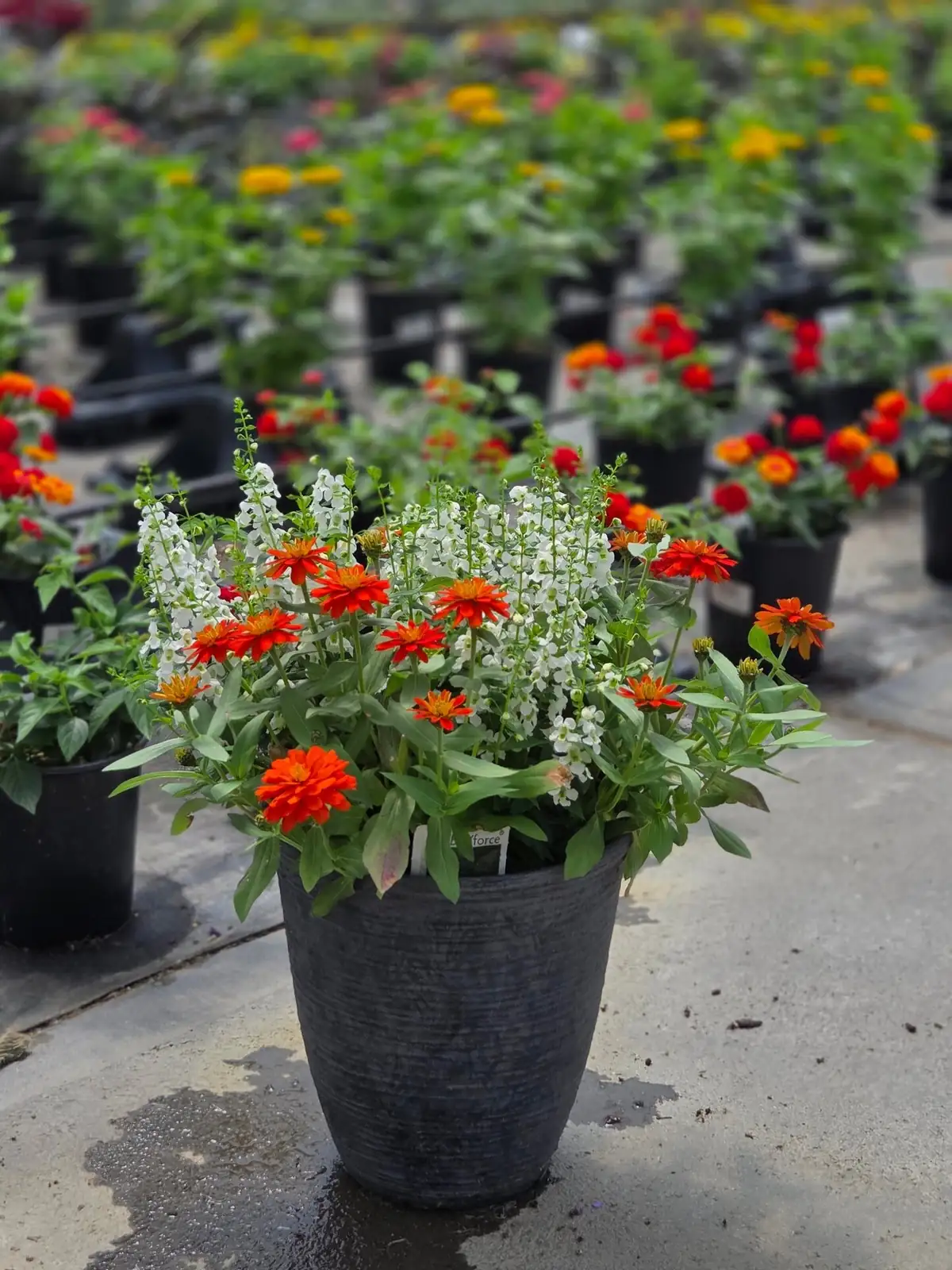 Chinese hibiscus patio pot angelonia lantana