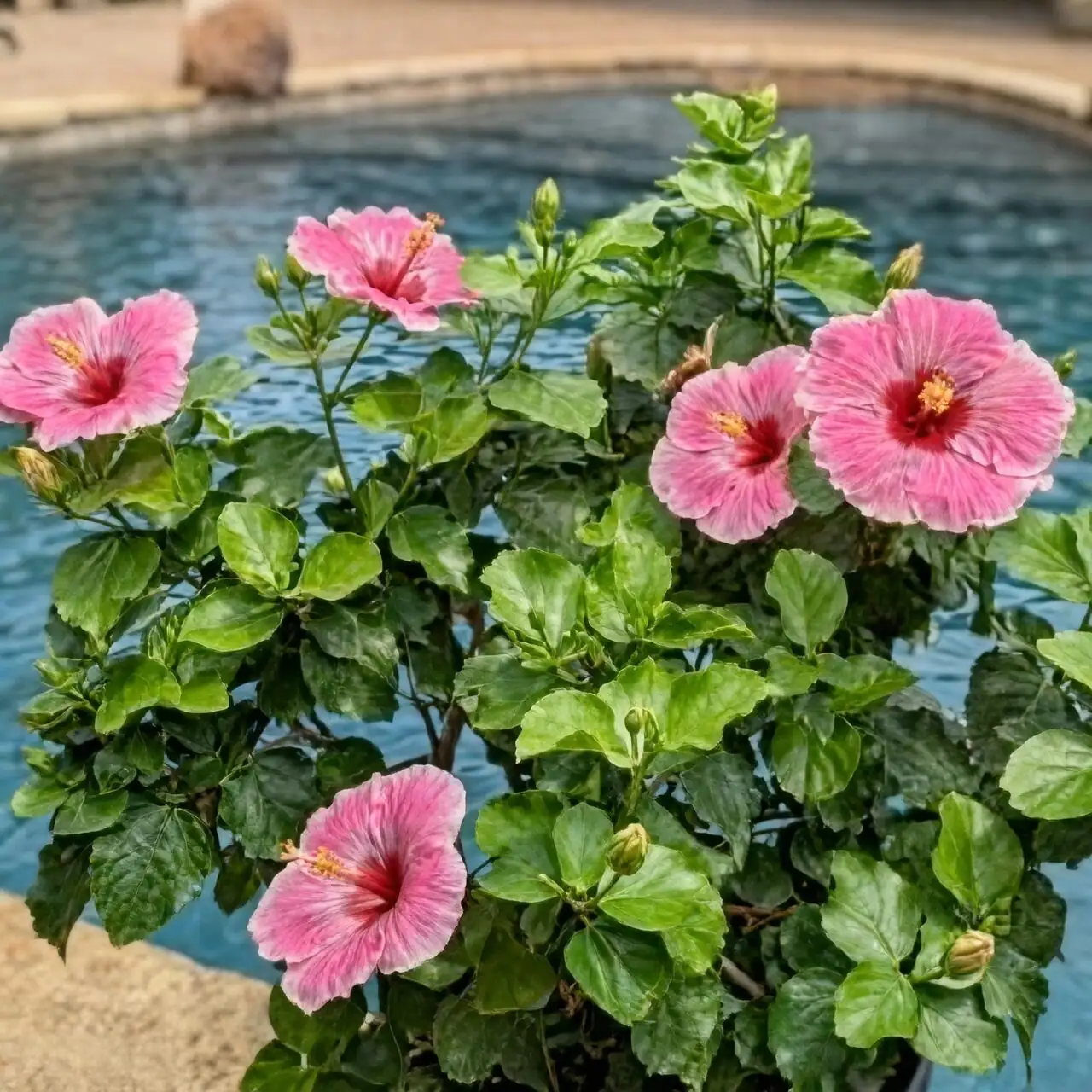 Chinese hibiscus stem base spacing