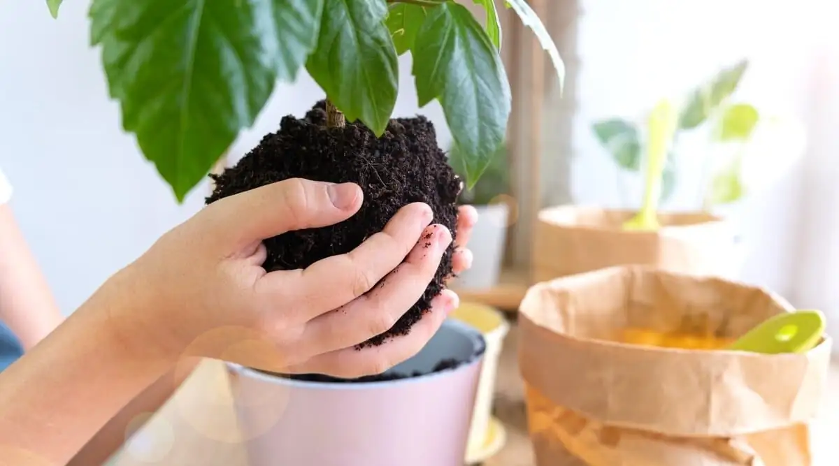 Chinese hibiscus potting mix perlite