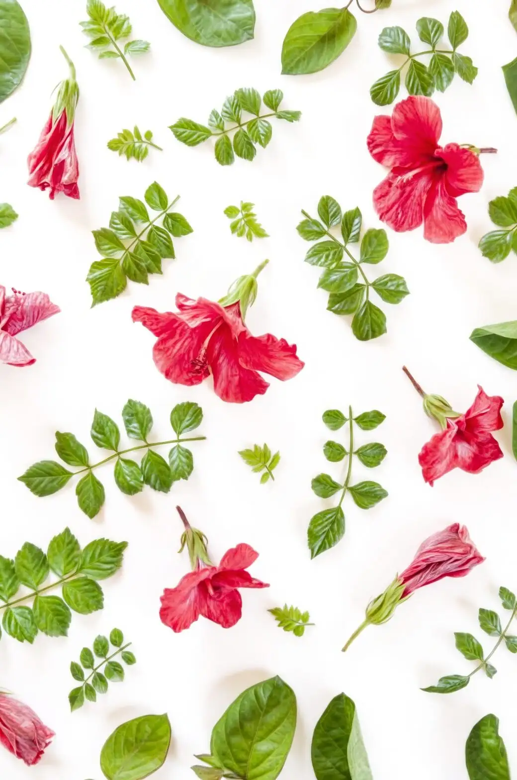 hibiscus propagation tools flat lay