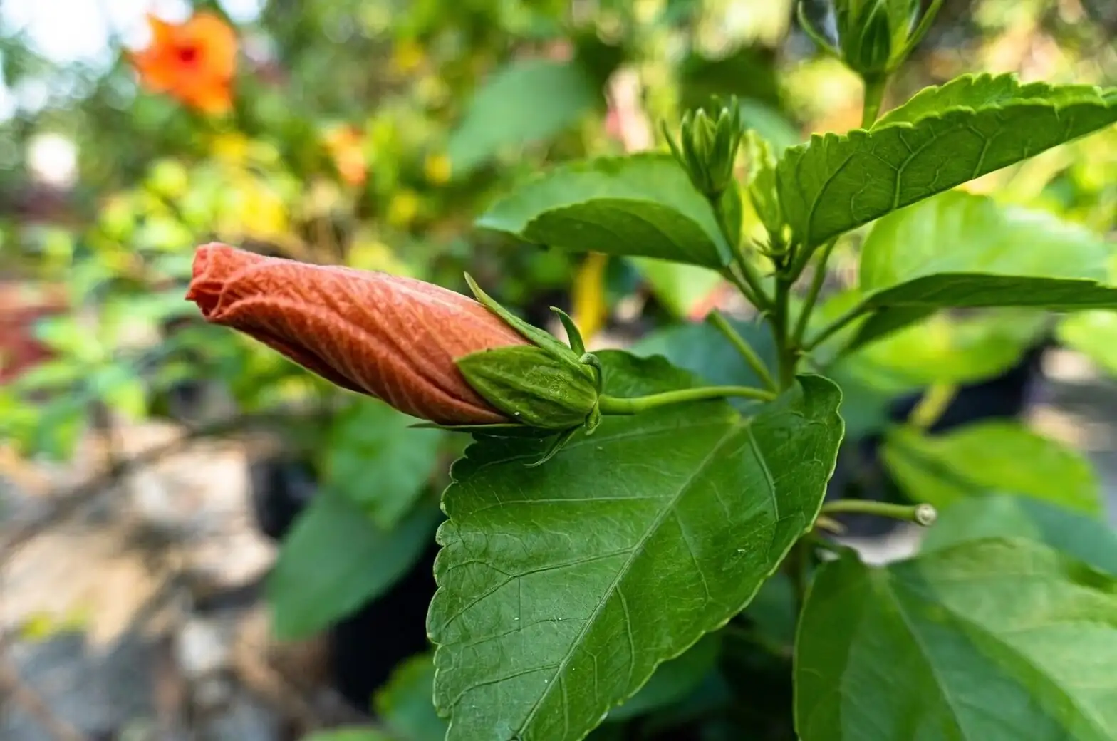 hibiscus cutting IBA dip