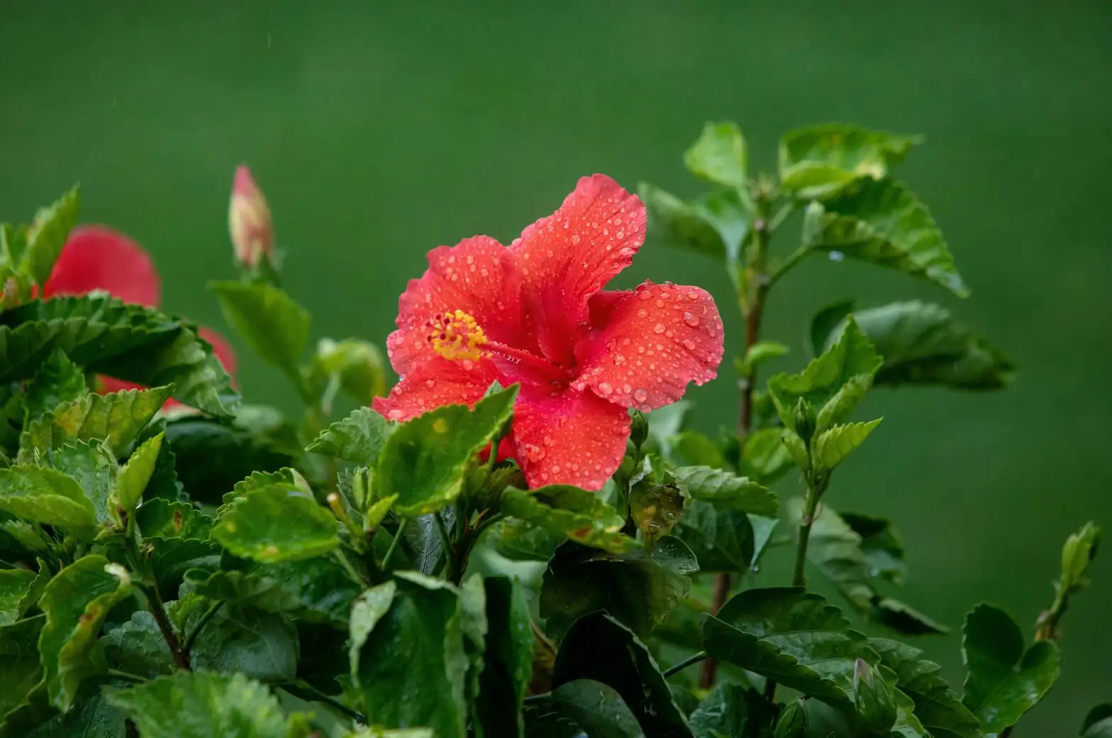hibiscus cuttings humidity dome