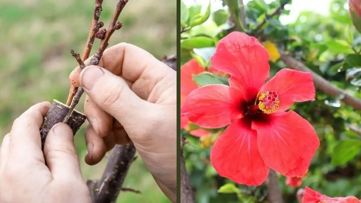 hibiscus grafting on rootstock