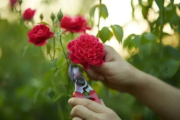 hibiscus pruning with shears