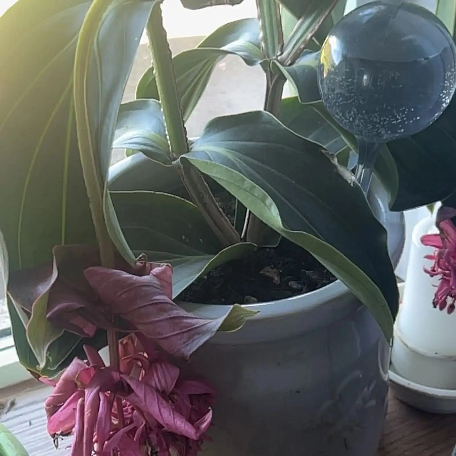 medinilla magnifica east window sheer curtain