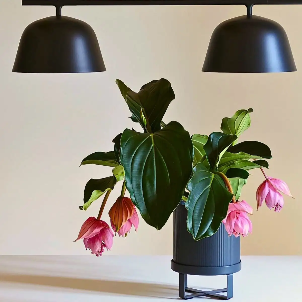 medinilla magnifica humidifier pebble tray hygrometer