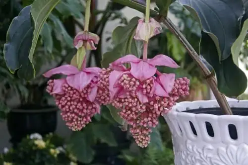 medinilla magnifica potting mix bark perlite