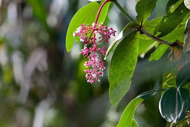 Sticky Leaves, Vanishing Buds? Diagnose Your Rose Grape in 10 Minutes