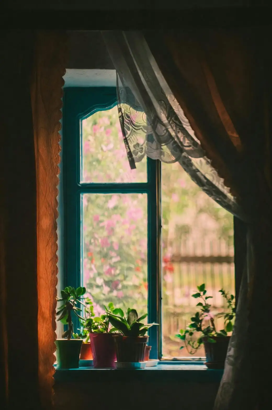 medinilla magnifica bright window curtain