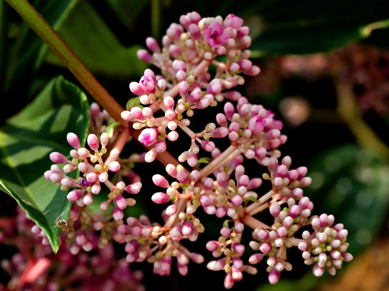 medinilla magnifica epiphyte tree fork