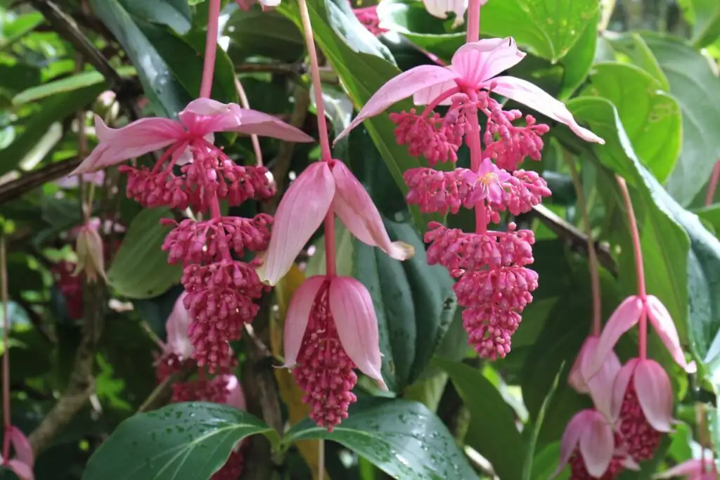 medinilla magnifica Victorian conservatory