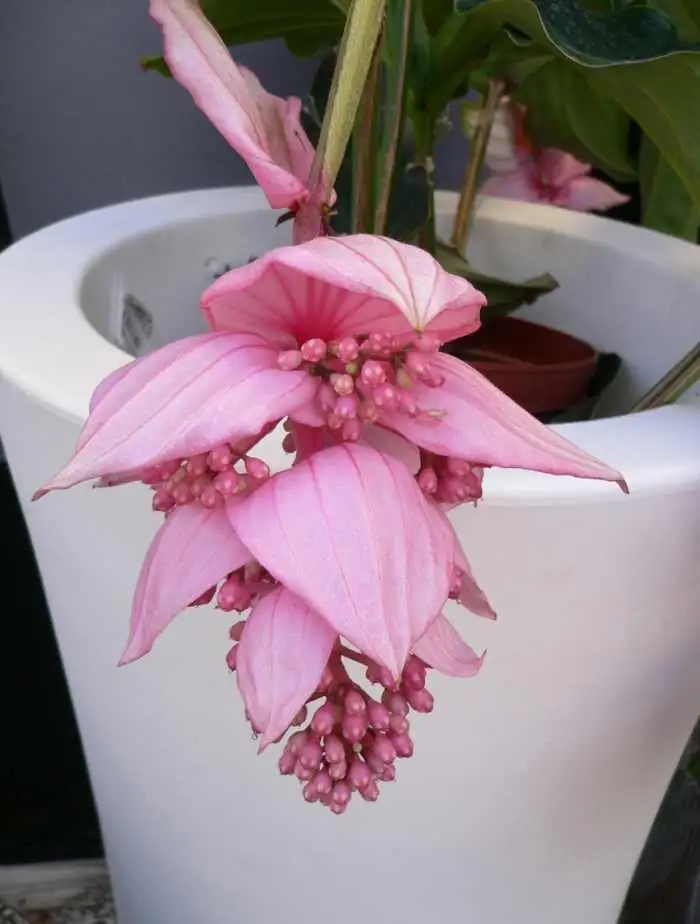 medinilla magnifica bottom watering tray