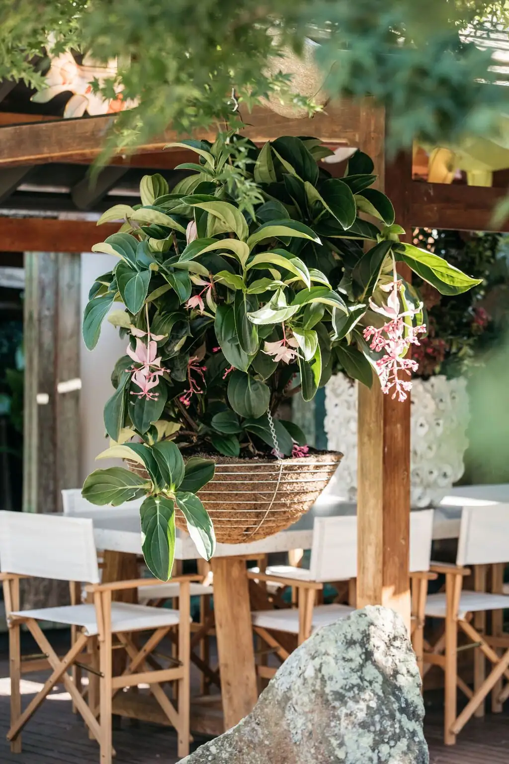 medinilla magnifica supported hanging clusters