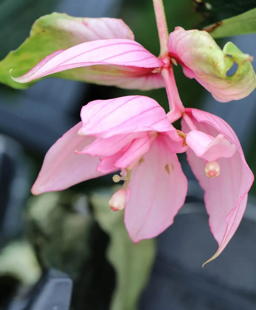 medinilla magnifica bracts and flowers close-up