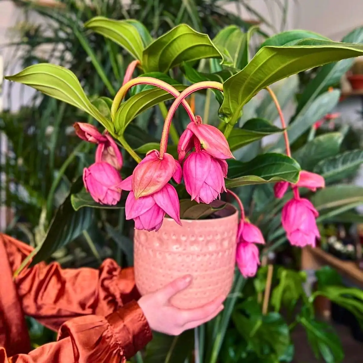 medinilla magnifica in Philippine forest
