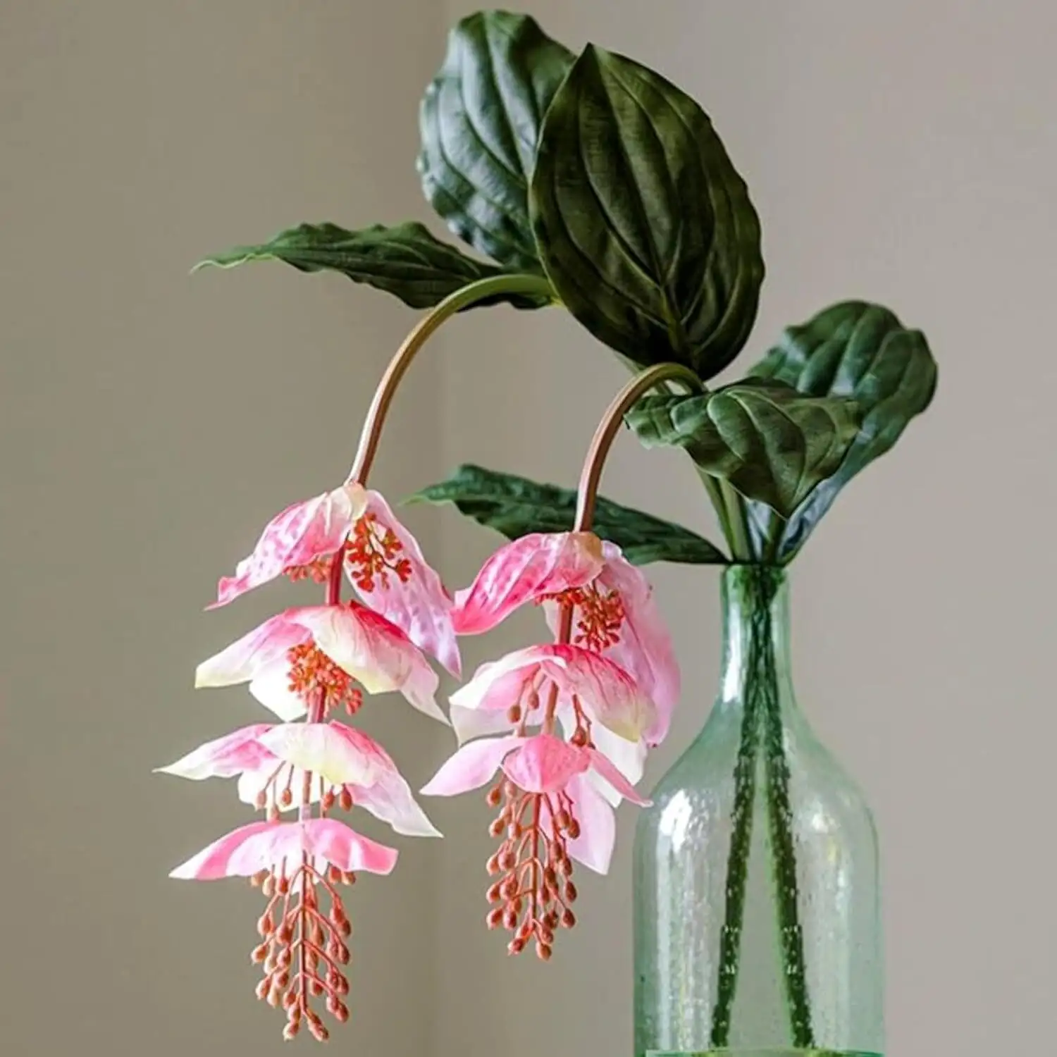 medinilla magnifica minimal vase arrangement