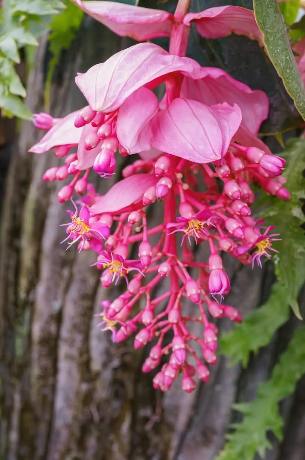 Drape the Drama: Styling Medinilla magnifica So the Blooms Steal the Room