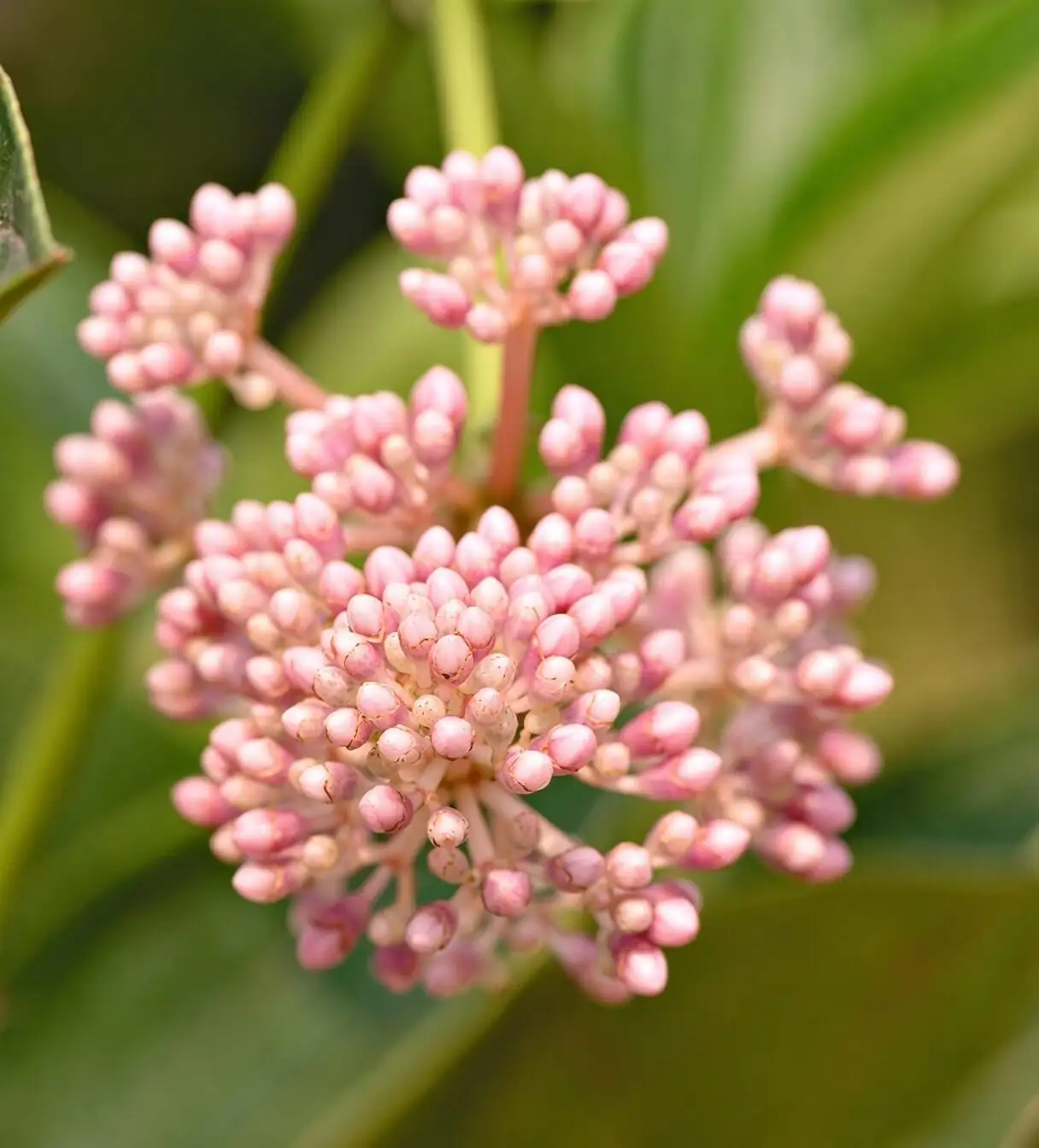 Medinilla magnifica tall planter stand