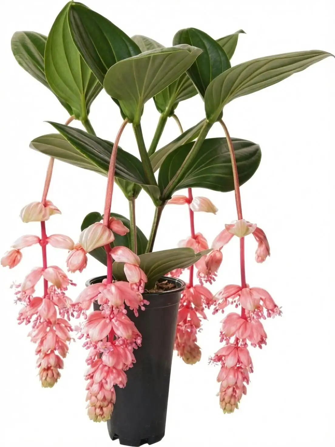 Medinilla magnifica backlit window glow