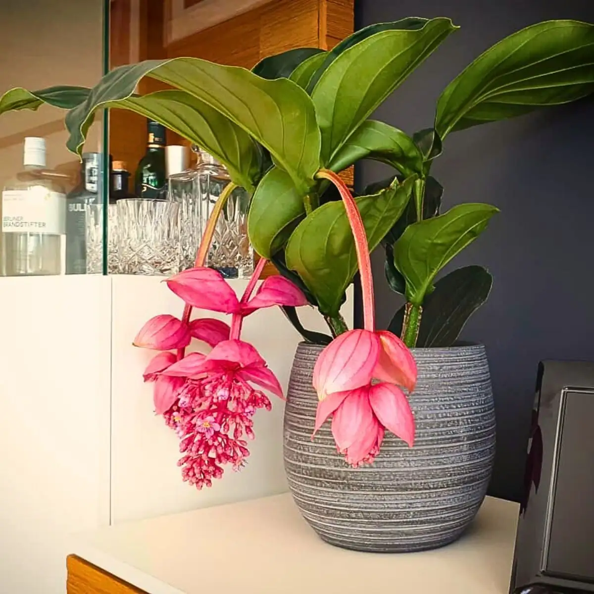 Medinilla magnifica pebble tray humidifier