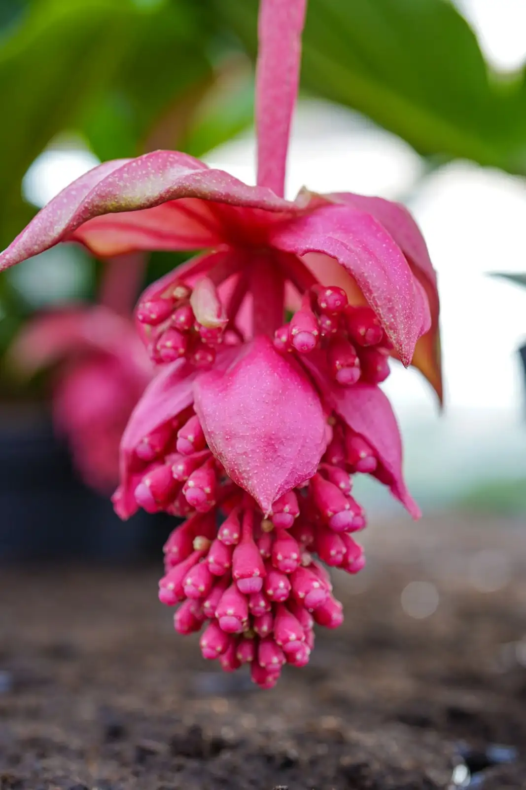 Medinilla magnifica cradle tie support