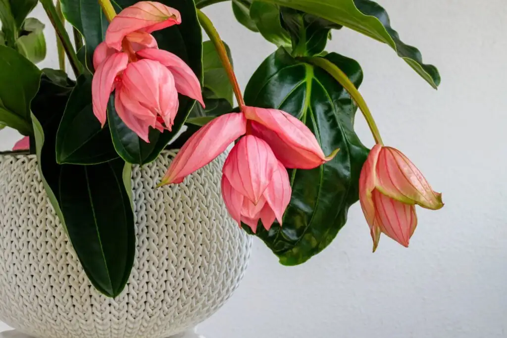 medinilla magnifica air layering sphagnum