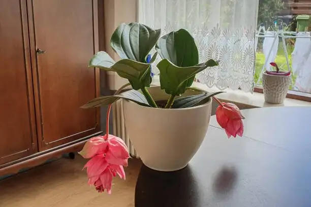 Orchid‑Style Bark vs Rich Aroid Mix: Which Potting Recipe Makes Rose Grape Bloom?