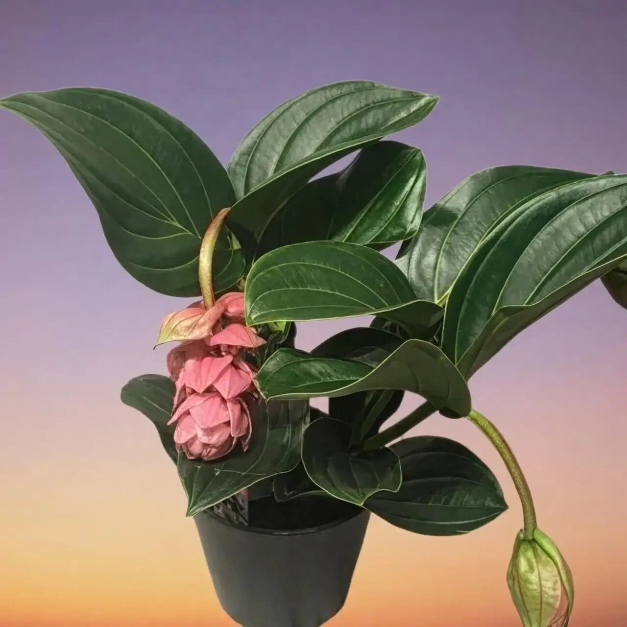 medinilla magnifica orchid bark mix